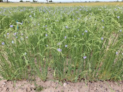 Click for 1 image(s) for this accession.